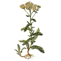 dessin achillée millefeuille