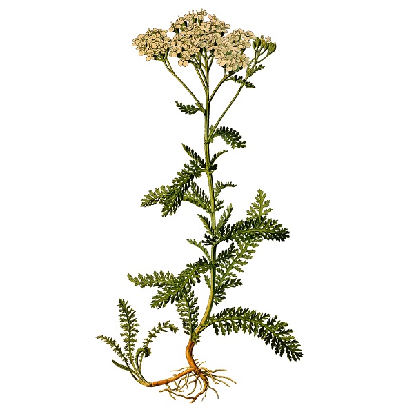 dessin achillée millefeuille