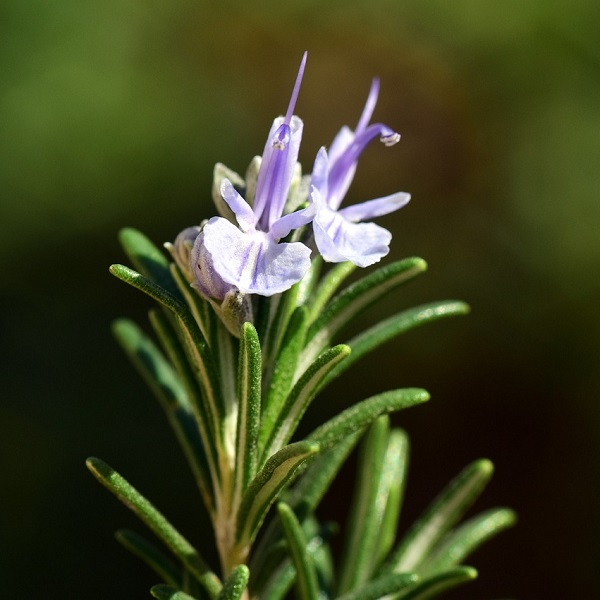 fleurs de romarin