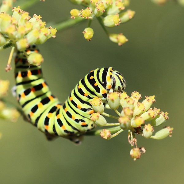 chenille de papillon