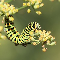 chenille de papillon